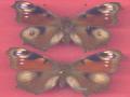 Aglais io aberrant (Internet Image property of respective owner, non-commercial use only)